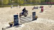Hongre 9 ans - CSO AS