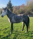 Hongre 9 ans - CSO AS