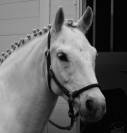 Poney ma&icirc;tre d&rsquo;ecole de p2 &agrave; p &eacute;lite &agrave; louer 