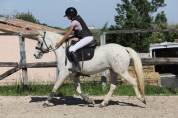 Jument camargue 8 ans
