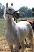 Jument camargue 8 ans