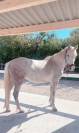 Jument camargue 8 ans