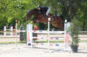  Hongre SF 9 ans &ndash; 1,67 m &ndash; Bai fonc&eacute; 