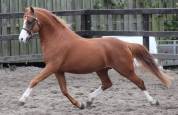Pouliche 2026 pp Welsh B