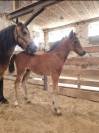 Pouliche 2026 pp Welsh B
