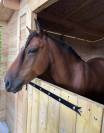 Poney B 