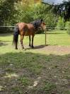 Poney B 