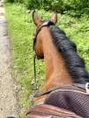 Poney B 