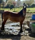 Poney B 