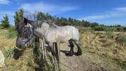 Cheval de trait auxois