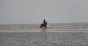 Cheval &agrave; vendre - 14 ans, selle fran&ccedil;ais.