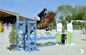 Cheval &agrave; vendre - 14 ans, selle fran&ccedil;ais.