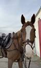 Cheval &agrave; vendre - 14 ans, selle fran&ccedil;ais.