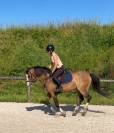 Merrie Franse rijpony PFS Te koop 2022 Bruinroan ,  Greatstar dembets tilia
