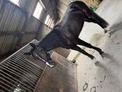 Mister 4ans trotteur fran&ccedil;ais 