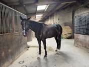 Mister 4ans trotteur fran&ccedil;ais 