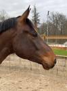 Hongre SF 11 ans CSO