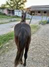 Cheval hongre Paint Horse APHA - 3 ans
