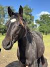 Cheval hongre Paint Horse APHA - 3 ans