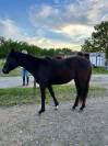 Cheval hongre Paint Horse APHA - 3 ans