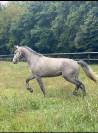 Hongre connemara, 5 ans, 153