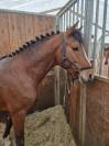 Intero New Forest In vendita 2022 Baio