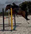 Intero New Forest In vendita 2022 Baio