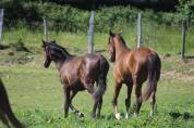 Poulain Pure Race Espagnol PP