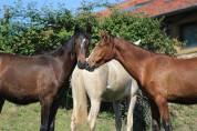 Poulain Pure Race Espagnol PP
