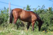 Poulain Pure Race Espagnol PP