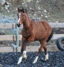 Poulain Pure Race Espagnol PP