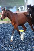 Poulain Pure Race Espagnol PP