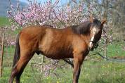 Poulain Pure Race Espagnol PP