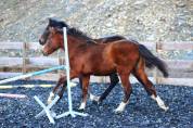 Poulain Pure Race Espagnol PP