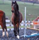 Poulain Pure Race Espagnol PP