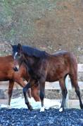 Poulain Pure Race Espagnol PP