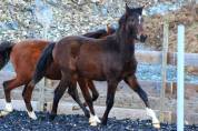Poulain Pure Race Espagnol PP