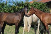 Poulain Pure Race Espagnol PP