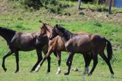 Poulain Pure Race Espagnol PP