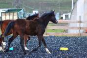 Poulain Pure Race Espagnol PP