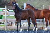Poulain Pure Race Espagnol PP