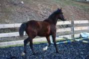 Poulain Pure Race Espagnol PP