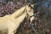Poulain Isabelle pearl
