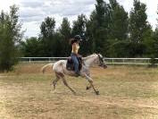 Jument PP Appaloosa 3ans 
