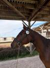 Neiti Casallo 4 ans