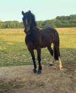 Super poney 