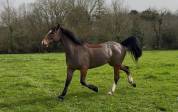 Super poney 