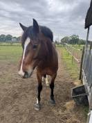 Super poney 