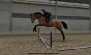 Jeune cheval d&rsquo;avenir , polyvalent et bien dans sa t&ecirc;te