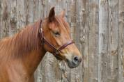 Ponette D PP 5 ans loisir/sport